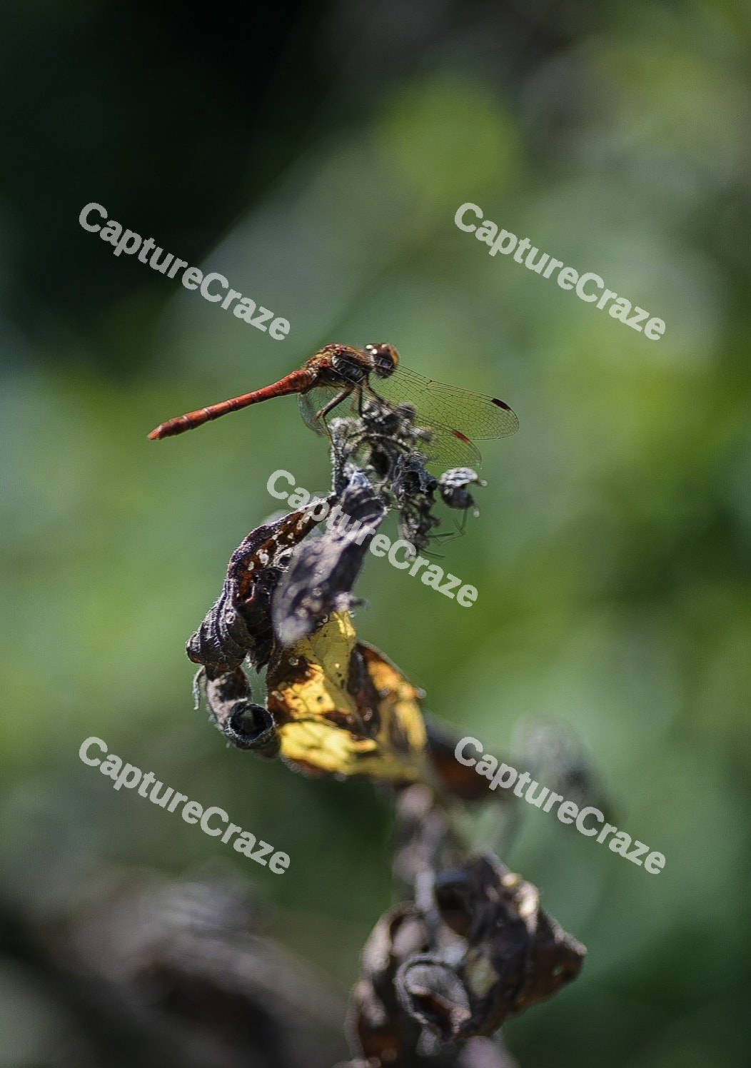 Common Darter